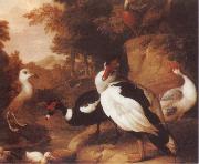 Jakob Bogdani Wild Ducks oil painting